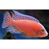 Aulonocara Dragon Blood