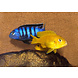 Pseudotropheus Saulosi Pseudotropheus Saulosi
