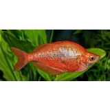 Glossolepis Incisus Glossolepis Incisus