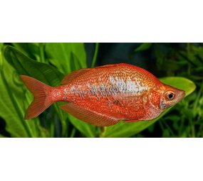 Glossolepis Incisus Glossolepis Incisus