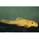 Ancistrus Specie L144 Ancistrus Specie L144