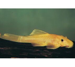 Ancistrus Specie L144