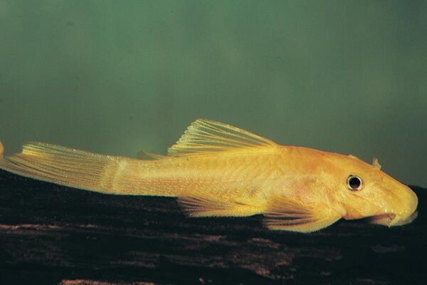 Ancistrus Specie L144 Ancistrus Specie L144