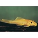 Ancistrus Specie L144 Ancistrus Specie L144