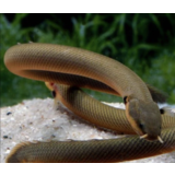 Erpetoichthes Calabaricus