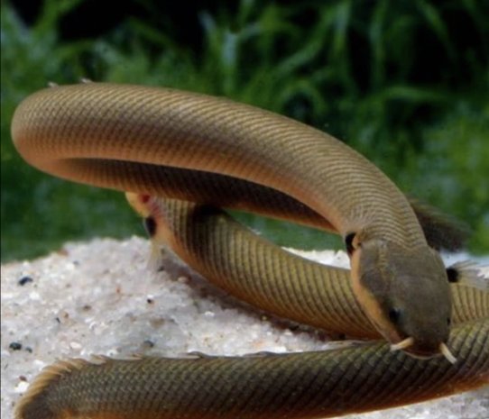 Erpetoichthes Calabaricus Erpetoichthes Calabaricus