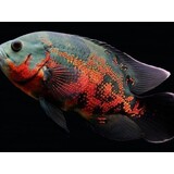 Astronotus Ocellatus