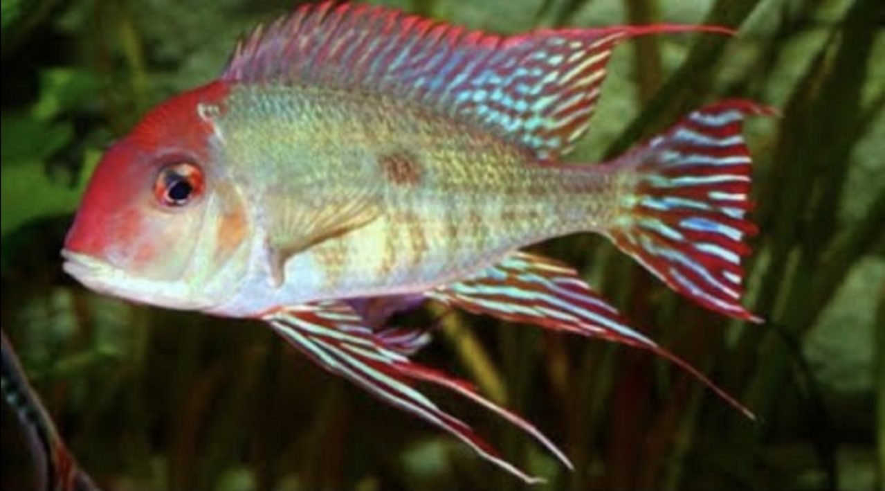 Geophagus Red Head Tapajos