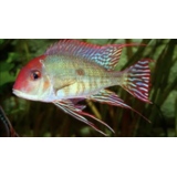 Geophagus Red Head Tapajos Geophagus Red Head Tapajos