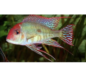 Geophagus Red Head Tapajos