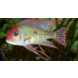 Geophagus Red Head Tapajos Geophagus Red Head Tapajos