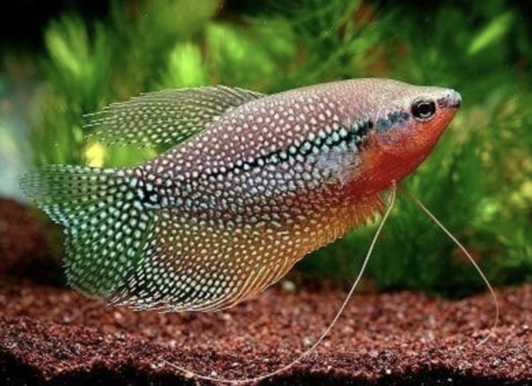 Trichogaster Leeri Trichogaster Leeri