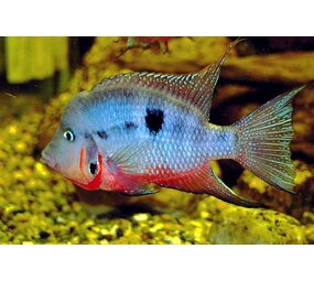Cichlasoma Meeki