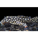 Hypancitrus SP Big SPOT