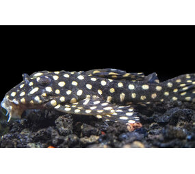 Hypancitrus SP Big SPOT Hypancitrus SP Big SPOT