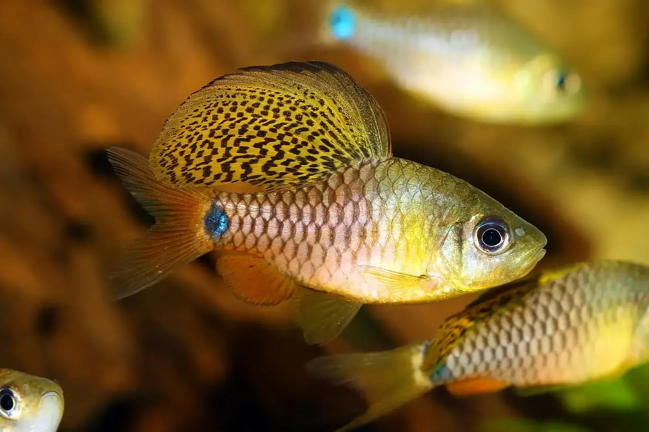 Oreichthys Crenuchoides Oreichthys Crenuchoides