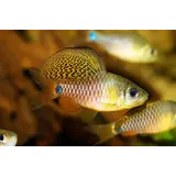 Oreichthys Crenuchoides Oreichthys Crenuchoides