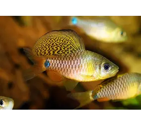 Oreichthys Crenuchoides Oreichthys Crenuchoides