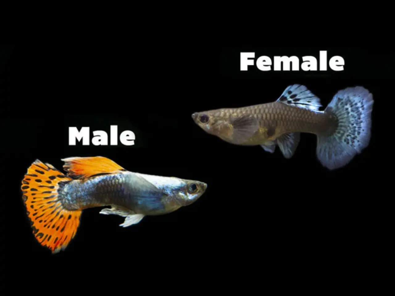 Poecilia Reticulata Dumbo Red Mosaic man