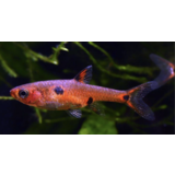 Rasbora Maculatus Rasbora Maculatus