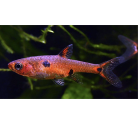 Rasbora Maculatus Rasbora Maculatus