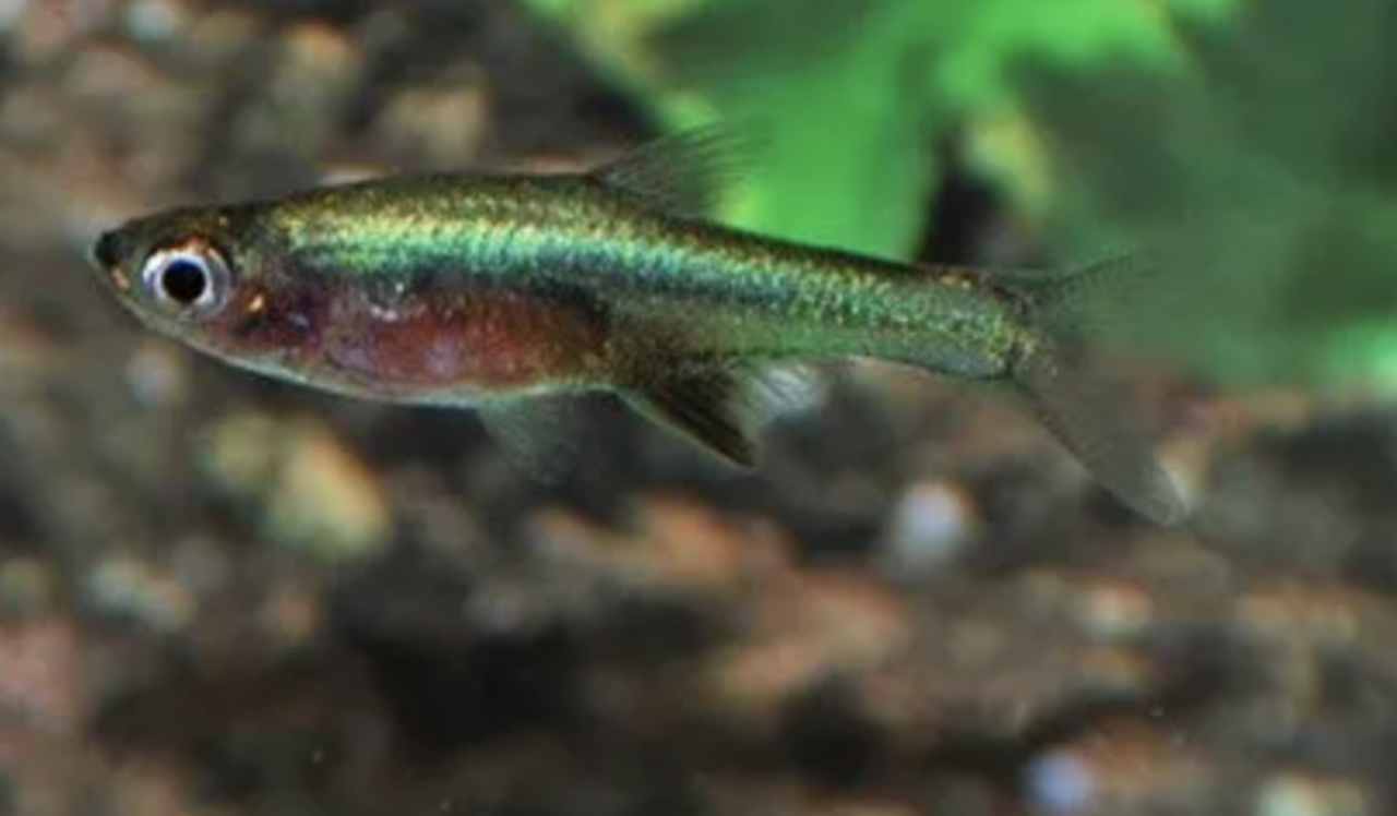 Rasbora Axelrodi Neon Groen