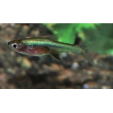 Rasbora Axelrodi Neon Groen Rasbora Axelrodi Neon Groen