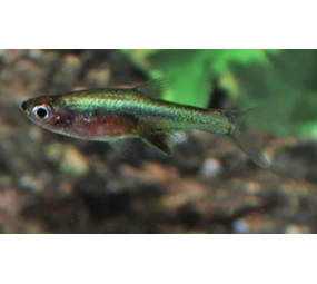Rasbora Axelrodi Neon Groen Rasbora Axelrodi Neon Groen