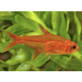Hyphessobrycon Amandae Hyphessobrycon Amandae