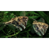 Carnegiella Strigata Carnegiella Strigata