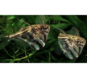 Carnegiella Strigata