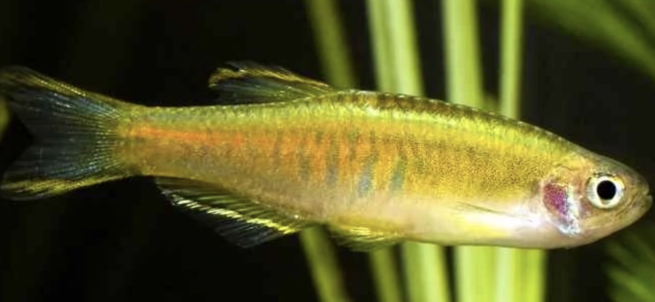 Danio Choprae Danio Choprae