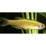 Danio Choprae Danio Choprae