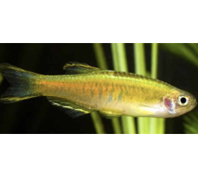 Danio Choprae Danio Choprae