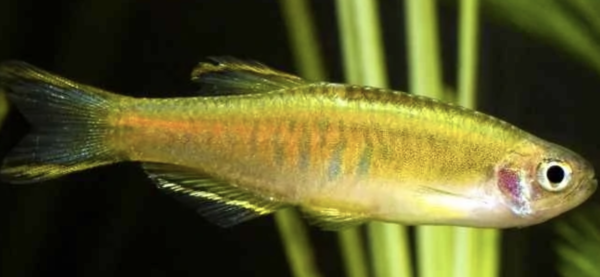 Danio Choprae Danio Choprae