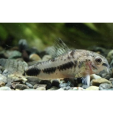 Corydoras Habrosus Corydoras Habrosus