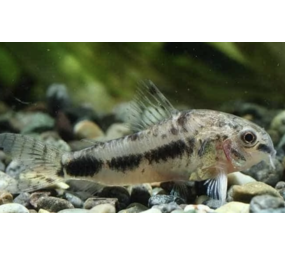 Corydoras Habrosus