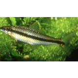 Epalzeorhynchos Siamensis Epalzeorhynchos Siamensis