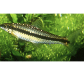 Epalzeorhynchos Siamensis