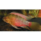 Apistogramma Hongsloi Red