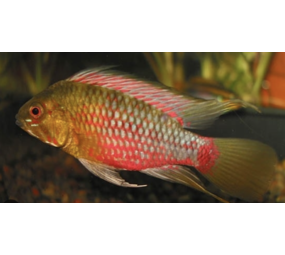 Apistogramma Hongsloi Red Apistogramma Hongsloi Red