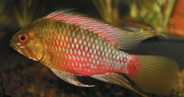 Apistogramma Hongsloi Red Apistogramma Hongsloi Red