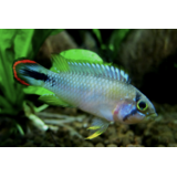 Apistogramma Pandurinni Apistogramma Pandurinni