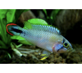 Apistogramma Pandurinni Apistogramma Pandurinni