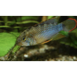 Apistogramma Nijsseni