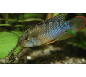 Apistogramma Nijsseni Apistogramma Nijsseni
