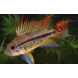 Apistogramma Cacatuoides Triple Red Apistogramma Cacatuoides Triple Red