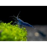 Neocaridina Davidi Blue Diamond