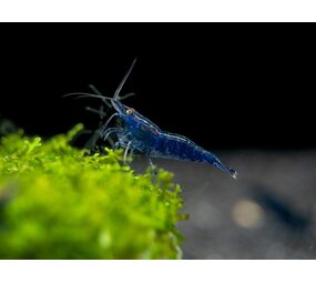 Neocaridina Davidi Blue Diamond