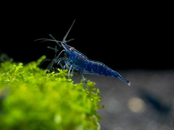 Neocaridina Davidi Blue Diamond